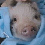 Noah_Wilson