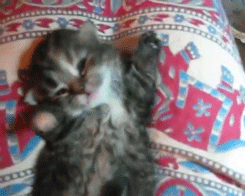 Пельмешкин