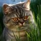 Artem_Liznev