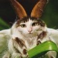 Котылек