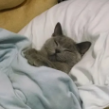 kit_kit