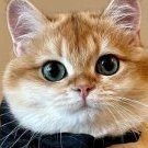 Luna_Cat