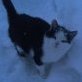 Aleksey_Ghost