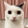 John_Perc