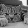 Danya Hoegaardens
