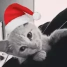 Santa_Macalister