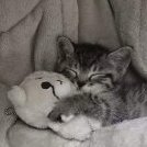 ᴠᴀᴅɪᴍ ᴡᴀɢɴᴇʀ