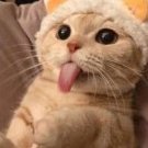 Aleksandr Krasnodarov