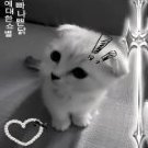 Elizabeth_Leitsmeyster